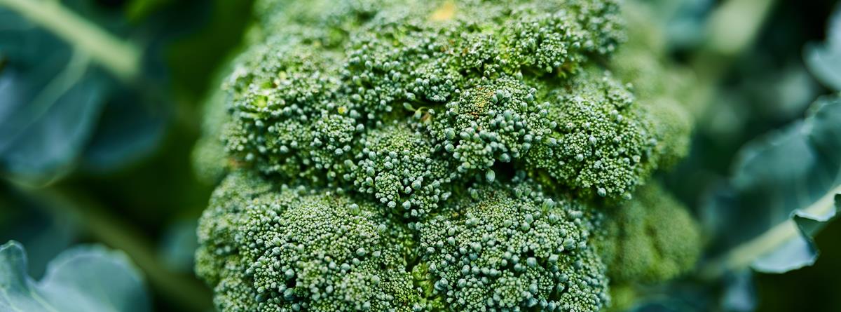 broccoli-b5.jpg