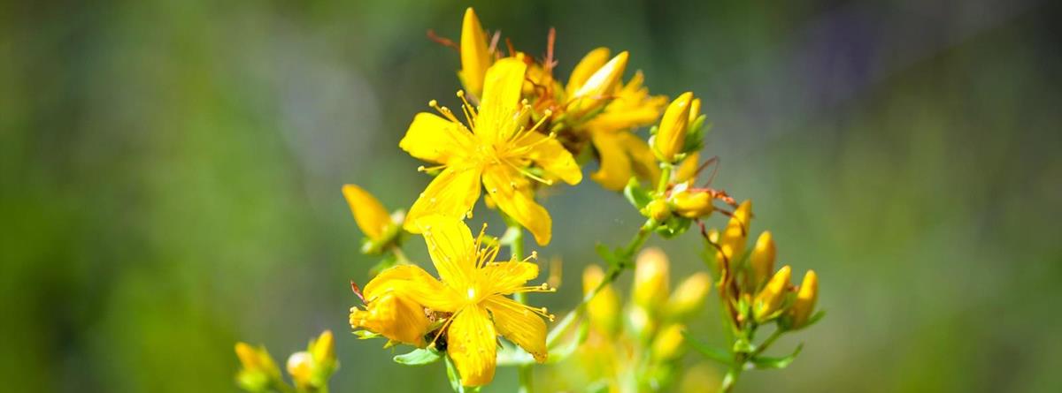 hypericum-box13008103.jpg
