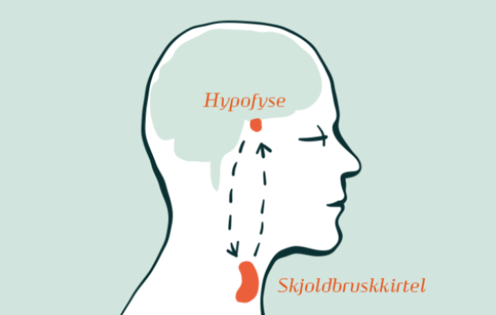 hormonkredsloebet-stofskifte.png
