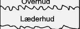 hudafskrabning.jpg