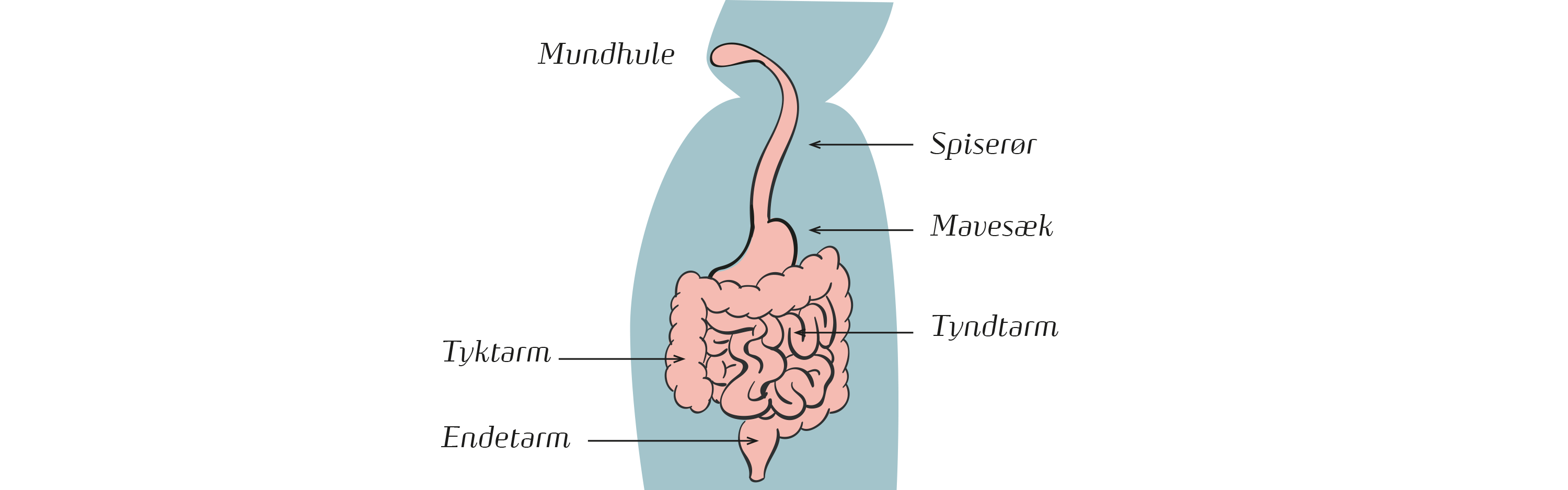 tarmsystem.png (1)