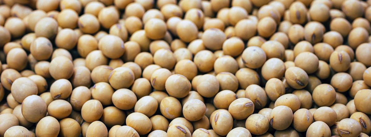 soya-q10.jpg